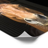 Foto van paardengezicht poster (Hoek)