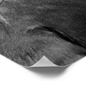 Foto van paardenpesteren, zwart en wit poster (Hoek)