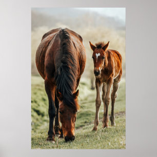 Foto van paardenvlees poster