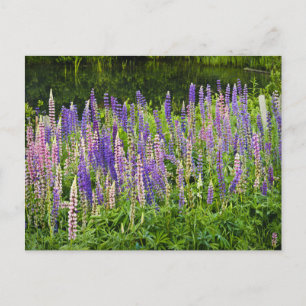 Foto van Paarse en roze lupine Briefkaart