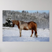 Foto van Palomino Paint Horse and Snow Equine Poster (Voorkant)