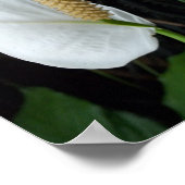 Foto van Peace Lily Floral Poster (Hoek)