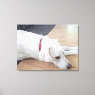 Foto van Peaceful White Dog met Red Collar Medium Canvas Afdruk