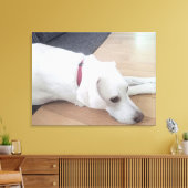 Foto van Peaceful White Dog met Red Collar Medium Canvas Afdruk (Insitu (Woonkamer))