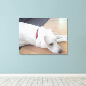Foto van Peaceful White Dog met Red Collar Medium Canvas Afdruk (Insitu (Houten vloer))