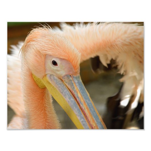 Foto van Pelican bekijken Foto Afdruk (Voorkant)