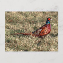 Foto van Pheasant