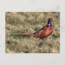 Foto van Pheasant Briefkaart