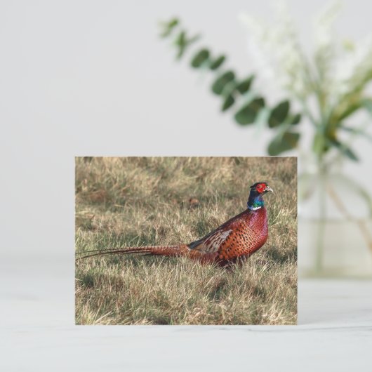 Foto van Pheasant Briefkaart (Staand voorkant)