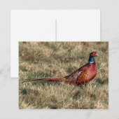 Foto van Pheasant Briefkaart (Voorkant / Achterkant)
