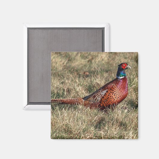 Foto van Pheasant Magneet (Voorkant / Achterkant)