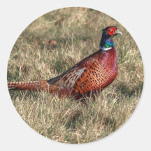 Foto van Pheasant