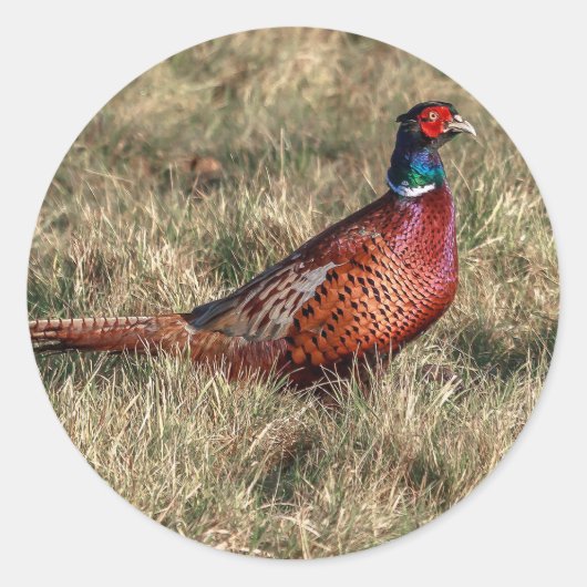 Foto van Pheasant Ronde Sticker (Voorkant)