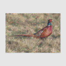 Foto van Pheasant