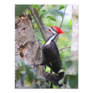 Foto van pileated Woodpecker Afdruk