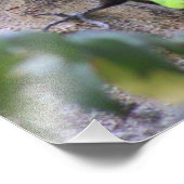 Foto van pileated Woodpecker Foto Afdruk (Hoek)