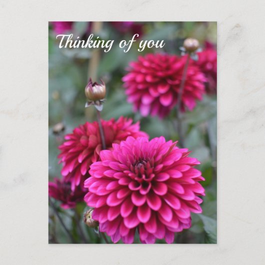 Foto van Pink Dahlia Floral Briefkaart (Voorkant)