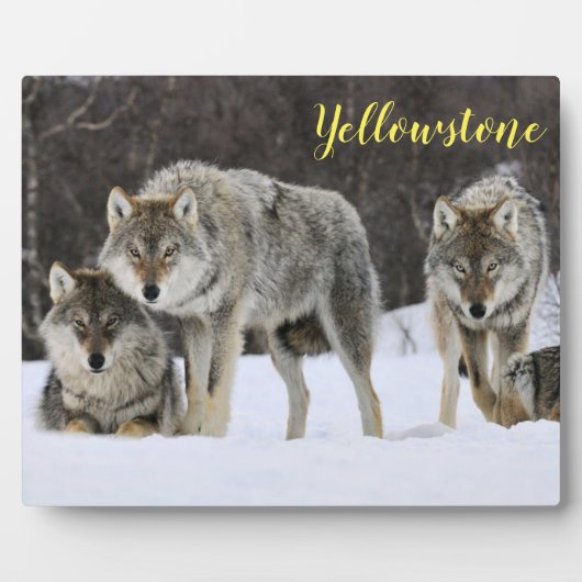 Foto van Plaque-Yellowstone Wolven Fotoplaat (Voorkant)
