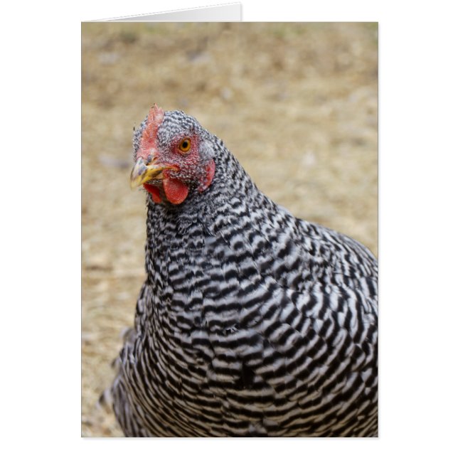 Foto van Plymouth Barred Rock Hen (Voorkant)
