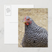 Foto van Plymouth Barred Rock Hen Briefkaart (Voorkant / Achterkant)