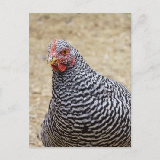 Foto van Plymouth Barred Rock Hen Briefkaart (Voorkant)
