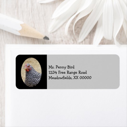 Foto van Plymouth Barred Rock Hen Etiket (Insitu)