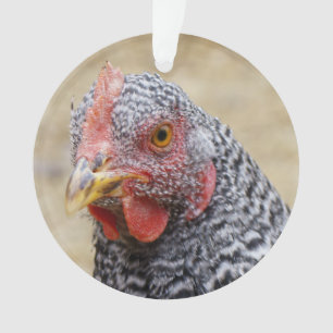Foto van Plymouth Barred Rock Hen Ornament