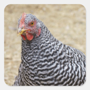 Foto van Plymouth Barred Rock Hen Vierkante Sticker