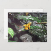 Foto van Poison Dart Frog Briefkaart (Voorkant / Achterkant)