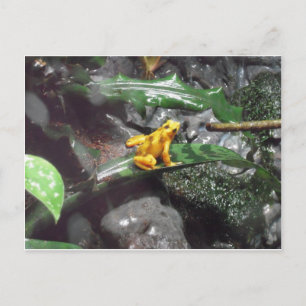 Foto van Poison Dart Frog Briefkaart