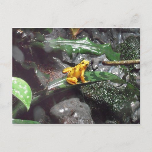 Foto van Poison Dart Frog Briefkaart (Voorkant)