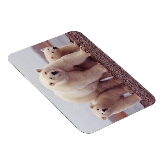 Foto van Polar Beer Family Cute Magneet (Rechterzijde)