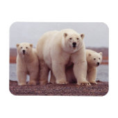 Foto van Polar Beer Family Cute Magneet (Horizontaal)