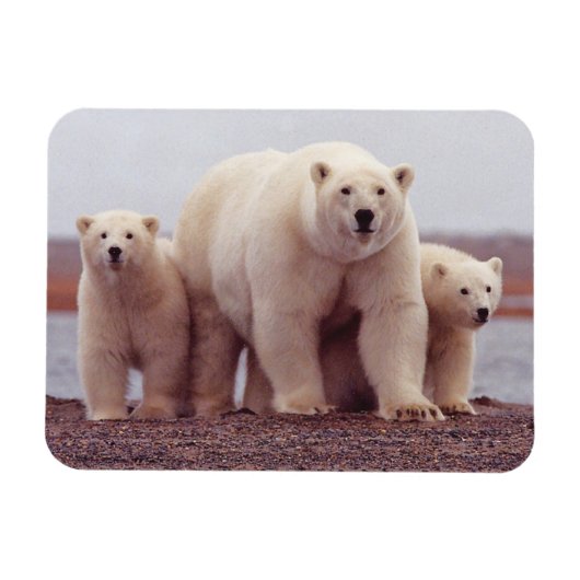 Foto van Polar Beer Family Cute Magneet (Horizontaal)