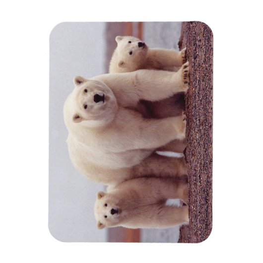 Foto van Polar Beer Family Cute Magneet (Verticaal)