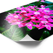 Foto van prachtige roze bloemen afdruk (Hoek)
