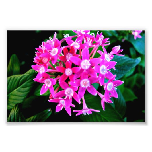 Foto van prachtige roze bloemen afdruk (Voorkant)