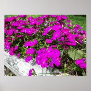 Foto van Purple Flowers in Fayette, MO Poster
