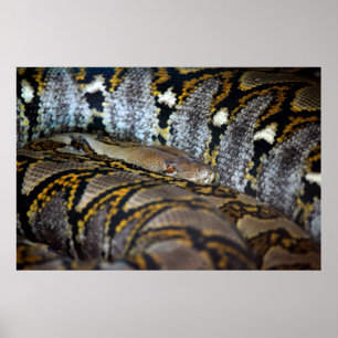 Foto van Python Poster