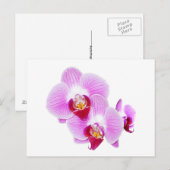 Foto van Radiant Orchid Closeup Briefkaart (Voorkant / Achterkant)