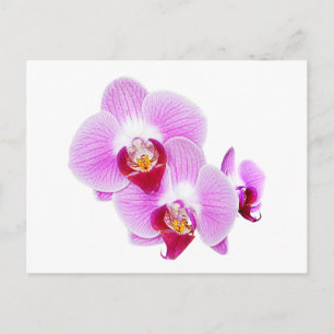 Foto van Radiant Orchid Closeup Briefkaart