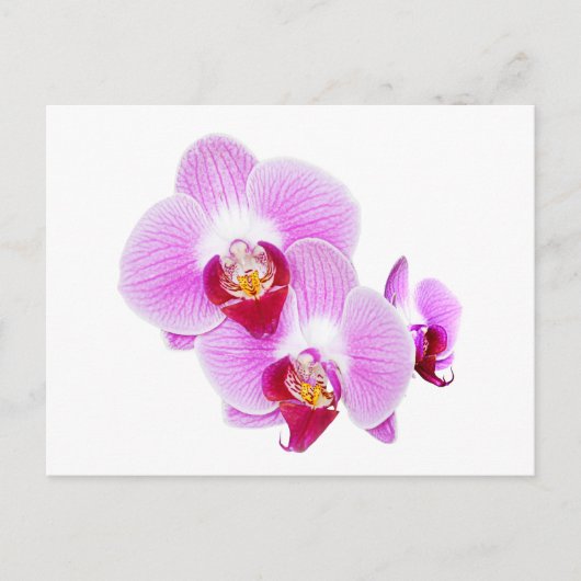 Foto van Radiant Orchid Closeup Briefkaart (Voorkant)