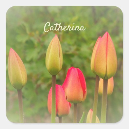Foto van Red and Yellow Tulips op maat Vierkante Sticker (Voorkant)