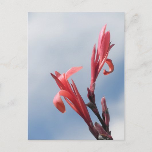 Foto van Red Cannas Canna Lilies Briefkaart (Voorkant)
