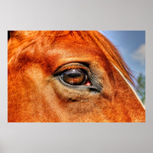 Foto van Red Dun Mare Horse Equine Poster (Voorkant)