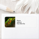 Foto van Red Eyed Tree Kikker Etiket (Insitu)