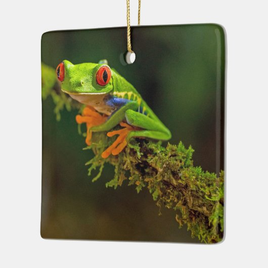 Foto van Red Eyed Tree Kikker Keramisch Ornament (Links)