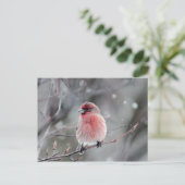  foto van Red Finch Briefkaart (Staand voorkant)