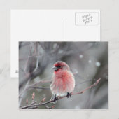  foto van Red Finch Briefkaart (Voorkant / Achterkant)