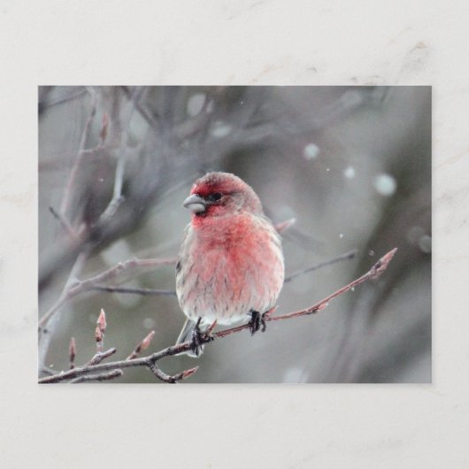  foto van Red Finch Briefkaart (Voorkant)